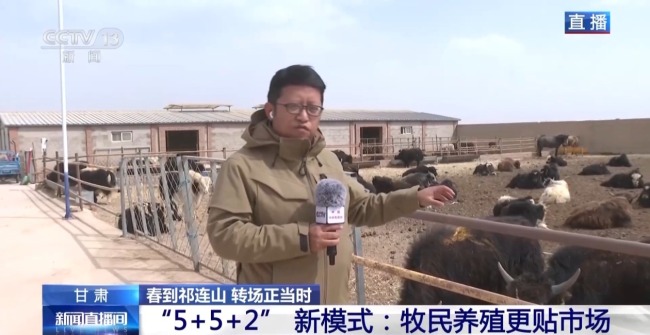 借牧+育种+精深加工 祁连山畜牧业转型走出新路子