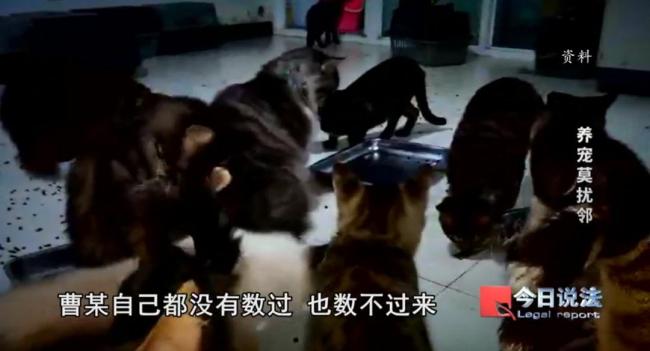 女子屋内大量养猫22户邻居集体诉讼 养猫扰民引发纠纷