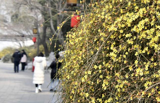 早春的花为啥多数是黄色的 植物的生存智慧