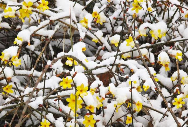 早春的花为啥多数是黄色的