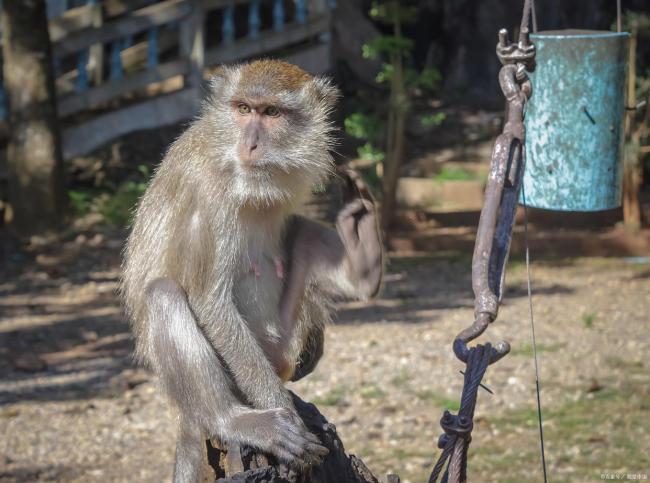 “黄金猴市”火出圈 专家科普 市场生态剧变