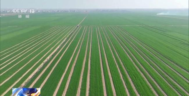 你知道吗 小麦长得太猛要“减肥控旺”