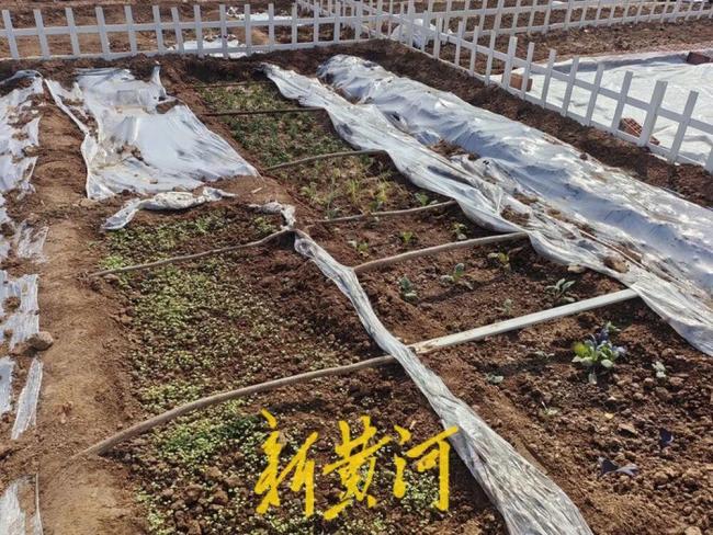 济南这片“共享菜园”为啥这么火?记者实地探访