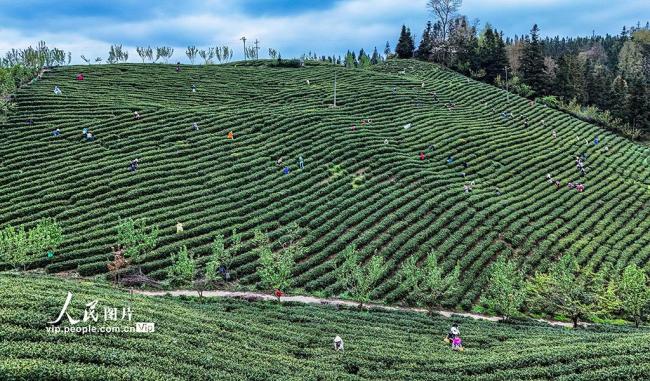 贵州晴隆：采摘春茶