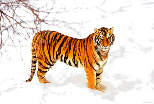 吉林一只老虎下山出现在村口