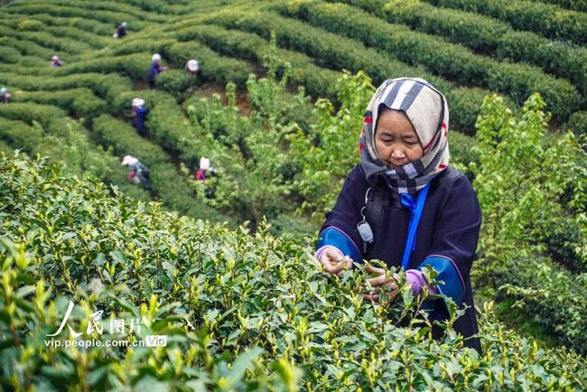 贵州晴隆：采摘春茶