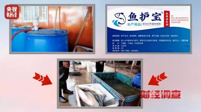 央视曝活鱼被人为麻醉乱象 三无麻药隐患重重