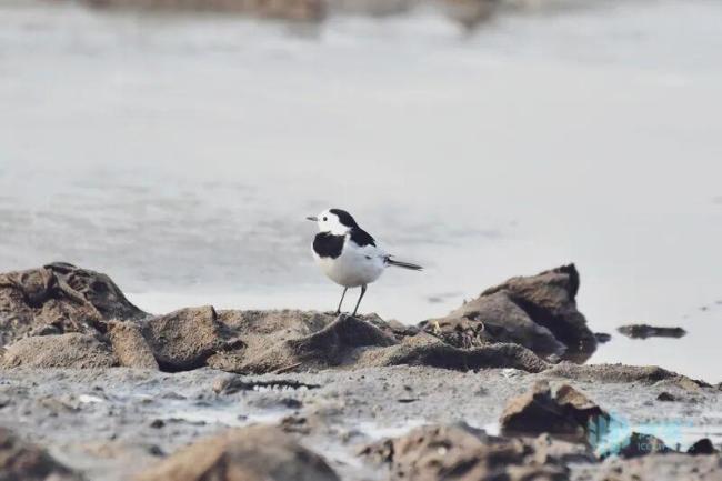 松花江畔偶遇“熊猫鸟” 春日惊喜现身