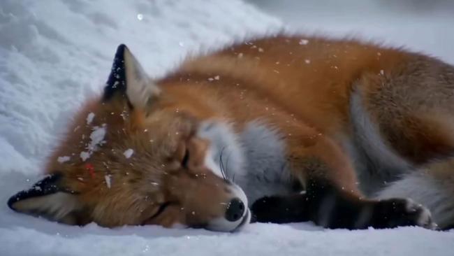 “雪山救狐狸”的AI风吹到了蔡依林 全民共创的狂欢密码