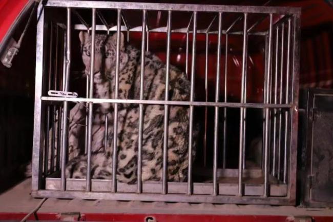 新疆沙漠惊现雪豹