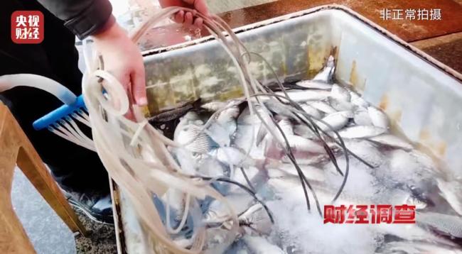 央视曝活鱼被人为麻醉乱象 三无麻药隐患重重