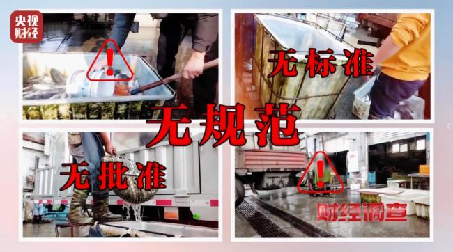 央视曝活鱼被人为麻醉乱象 三无麻药隐患重重