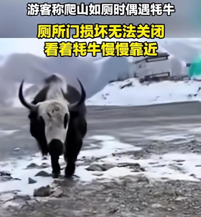 游客爬山如厕遇牦牛：厕所门无法关闭