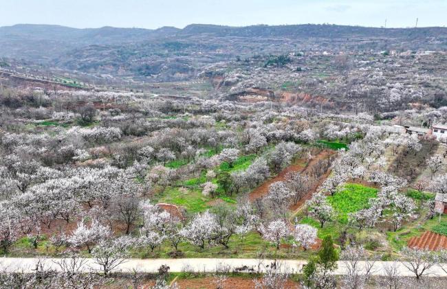 6万亩杏花有多震撼 绘就乡村振兴“杏”福长卷