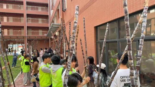 广州南沙向高校学子免费送果蔗