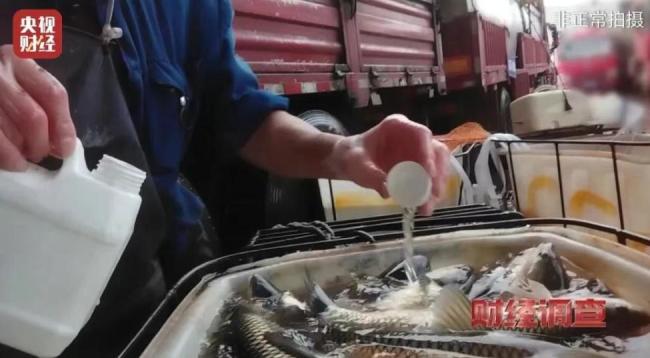 商家称用麻药后运鱼更方便