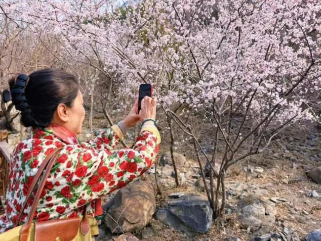 居庸关花海栈谈按期洞开 春日赏花激越再起