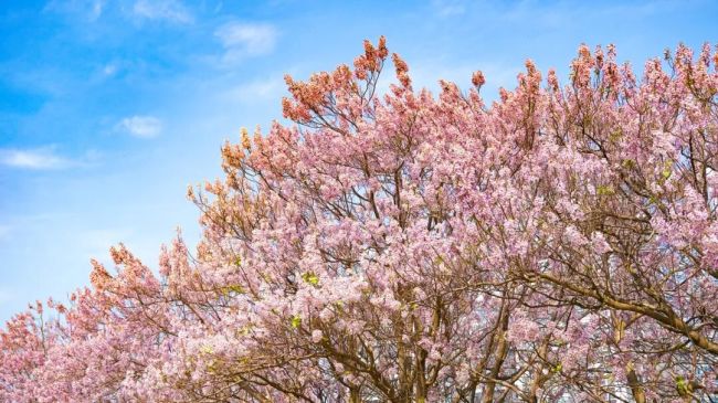 春日ColorWalk治愈了我的精神内耗 寻找日常小确幸