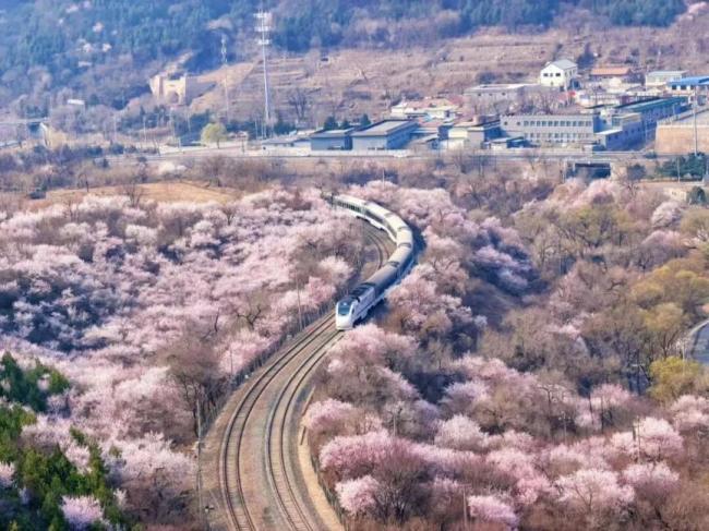 居庸关花海栈谈按期洞开 春日赏花激越再起
