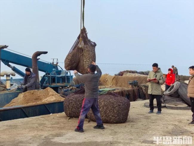 青岛人最爱的下酒菜来了！个头大、肥度高！一天超10万斤上岸 今年蛤蜊大丰收