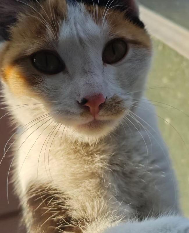 福建一中学生被指捅死校园流浪猫，教养局已介入处理