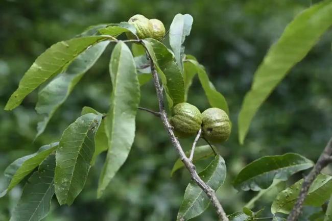 极危物种贵州山核桃野外回归 首次实现就地保护及扩繁