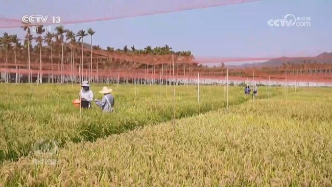 科技賦能希望的田野 共繪豐收好圖景