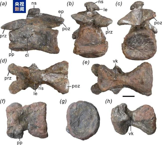 大理发现早侏罗世恐龙新属种 凤鸣祥云龙亮相