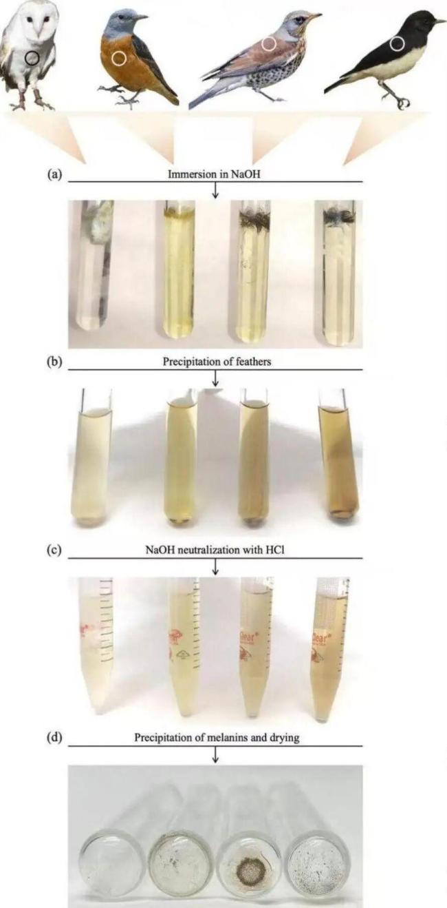 鸟的羽毛颜色越深飞起来越费劲吗