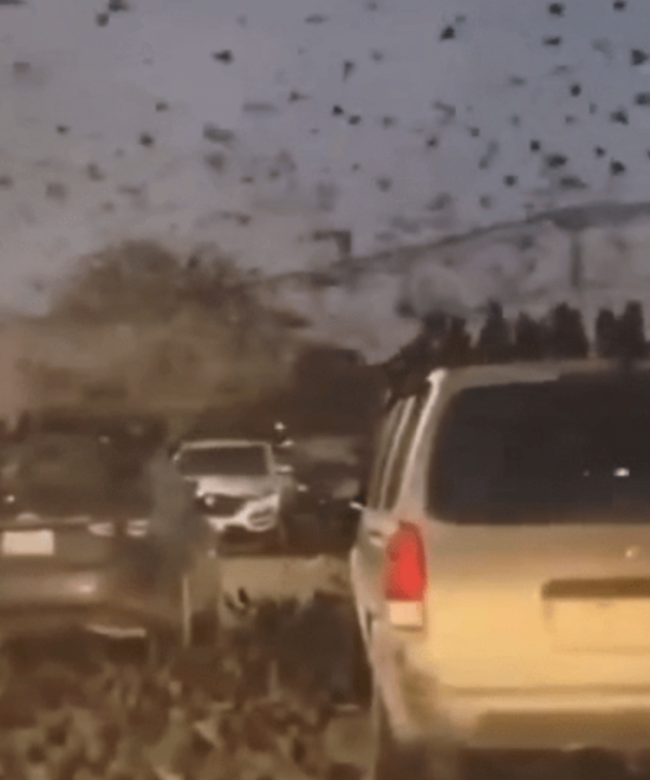 成千上万乌鸦盘旋以色列上空 网民称其为“厄运预兆”