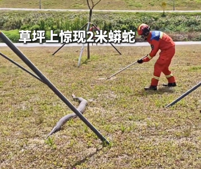 大蟒蛇河边晒太阳被抓捕