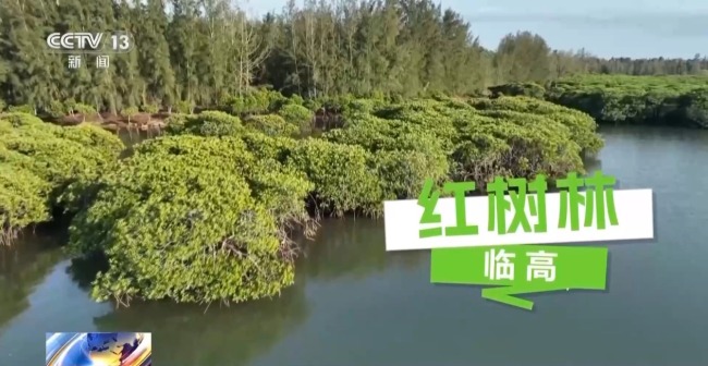 雨林探“花园” 来感受海南的“绿色脉搏”