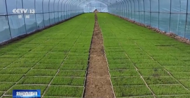 福建推广工厂化育苗提升育秧效率