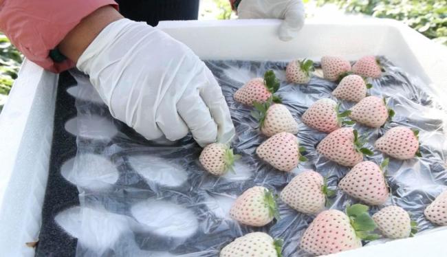 山东女孩种草莓在迪拜卖268一斤 创富之路跨越万里