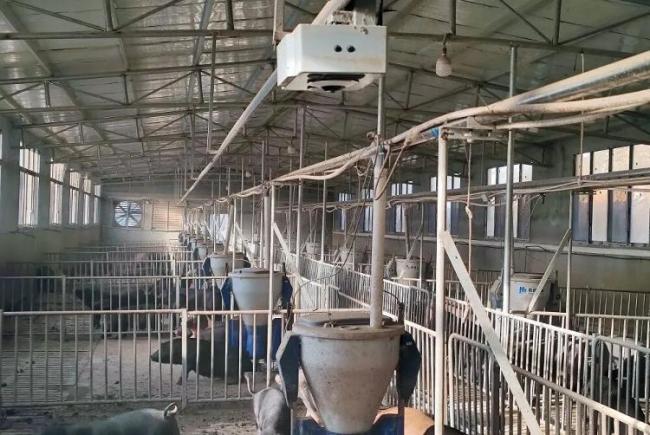 猪肉价格为何持续下跌 供应高企需求转淡