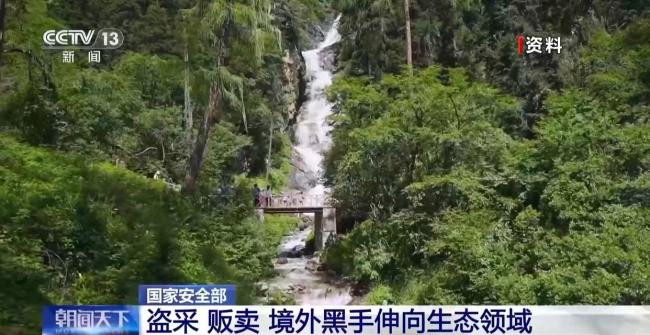 盗采 贩卖！境外黑手伸向生态领域 威胁国家生态安全根基