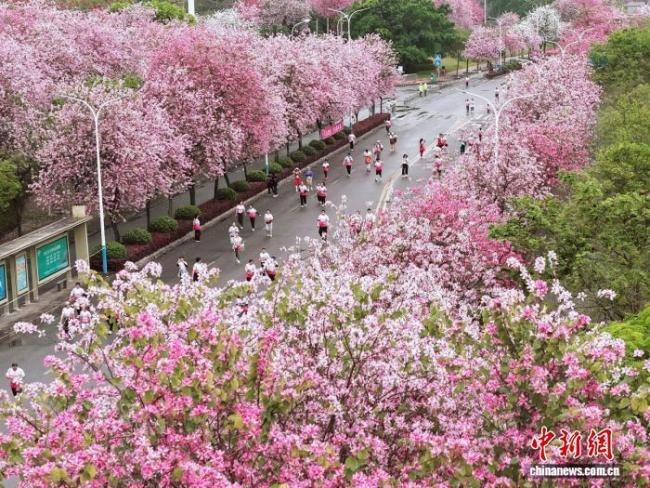 柳州全民跑开跑 紫荆花海迎跑者