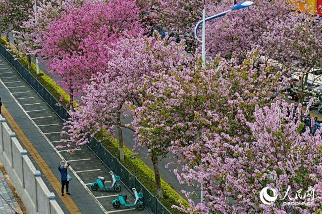 廈門：宮粉羊蹄甲花開滿城