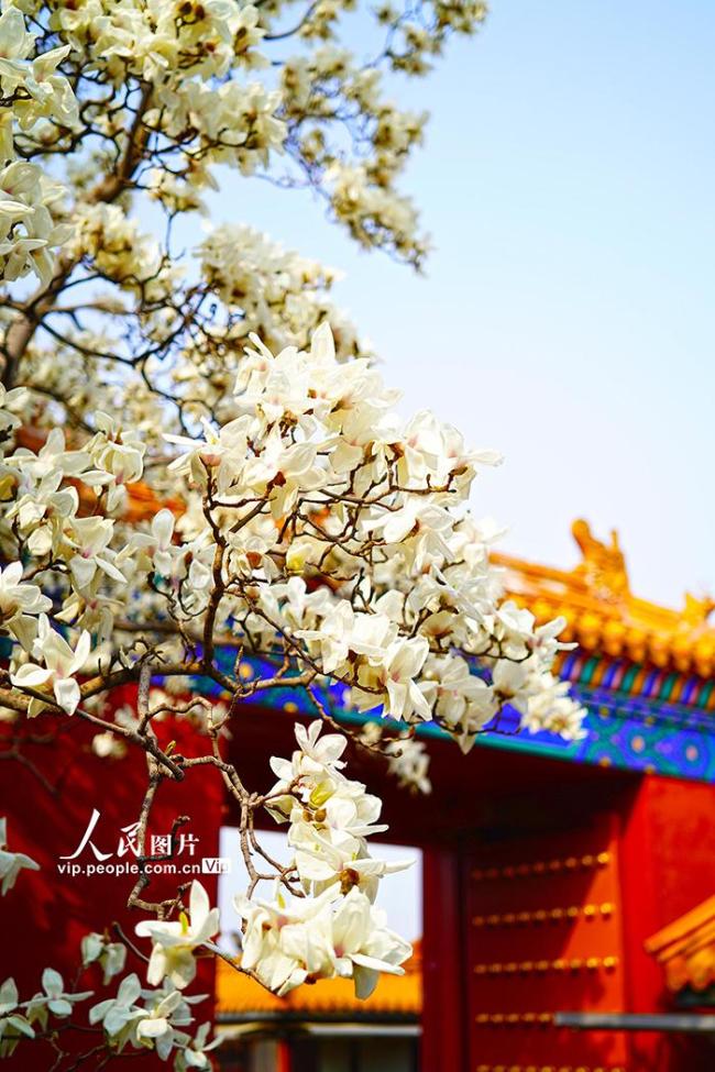 北京：地坛公园玉兰花盛放