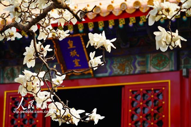 北京：地坛公园玉兰花盛放