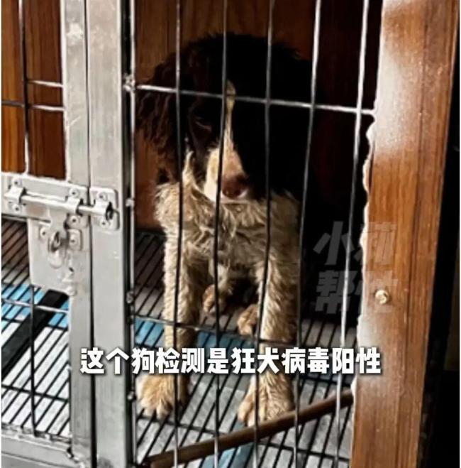 女子被狗咬伤3天后狗死了 狂犬病毒阳性引发担忧