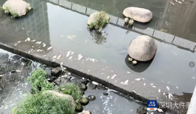 水务局称漂浮大量死鱼河道水质达标 市民担忧水质问题