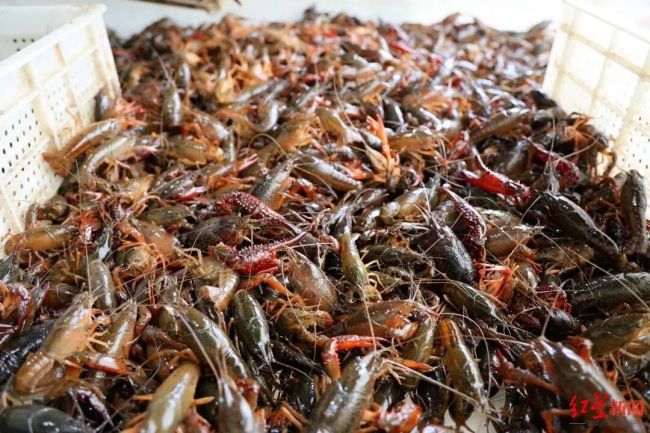 小龙虾上市了 价格比去年还便宜