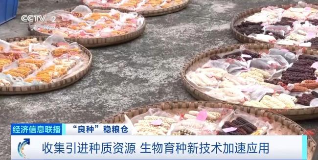 中国粮用上中国种