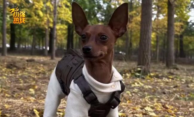 小狗输液时突然死亡女子报警