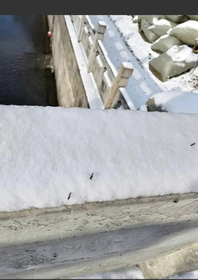 专家回应今年蚊子为什么出现得早 全球变暖影响显著