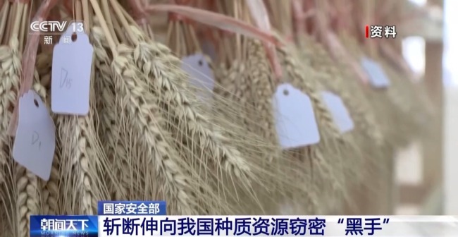 警惕境外“学术合作”斩断种质资源窃密“黑手”