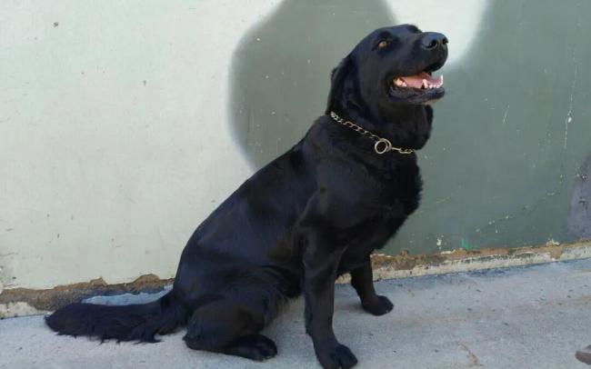 上海6只军犬退役面向社会招募领养人 寻找爱心新家