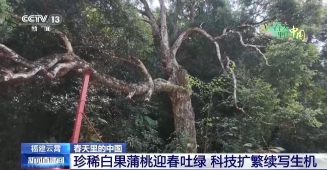 春天里的中国正上演“耕耘绽放”双重奏