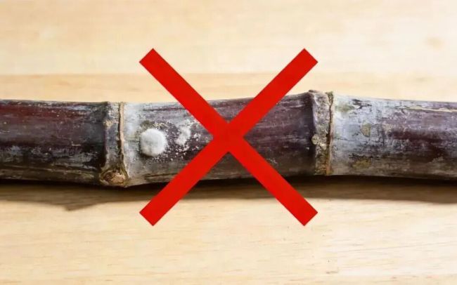 “清明蔗毒过蛇”是真的吗 霉变甘蔗需警惕